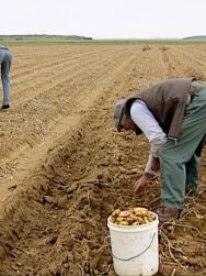 Le Glaneurs et la glaneuse