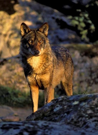 La Vallée des loups